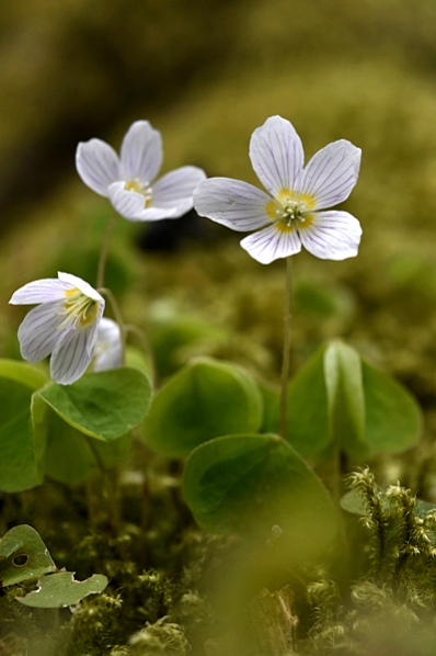 Harsyra, Oxalis acetosella