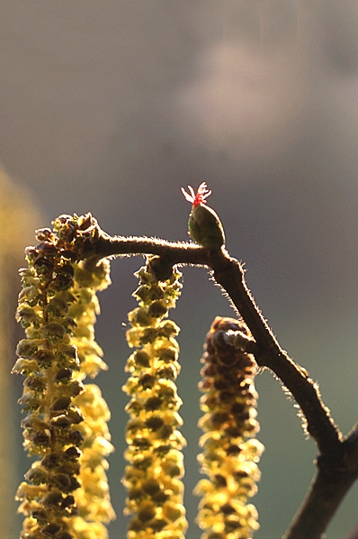 Hassel, Corylus avellana