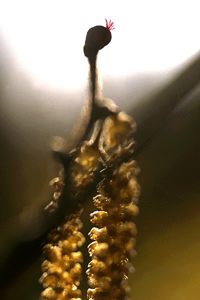 Hassel, Corylus avellana