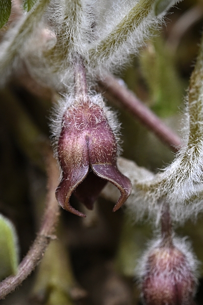 Hasselört, Asarum europaeum