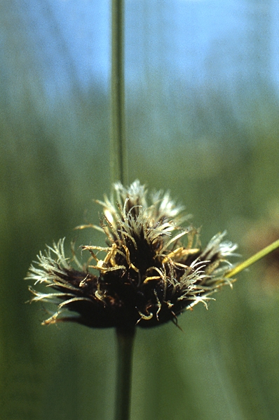 Havssäv, Schoenoplectus maritimus