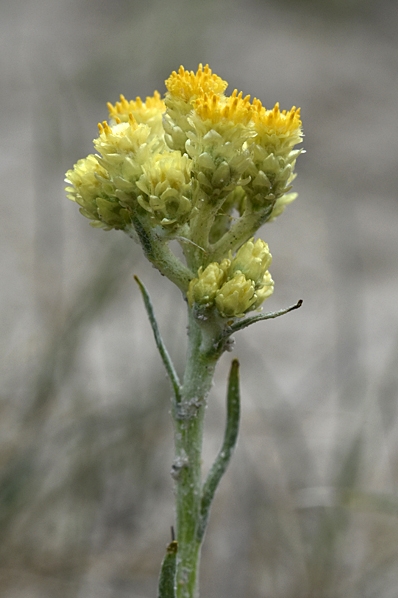 Hedblomster, Helichrysum arenarium