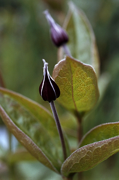 Helbladig klematis, Clematis integrefolia