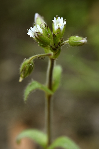 Hönsarv, Cerastium fontanum