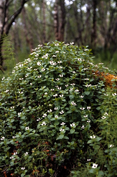 Hönsbär, Cornus suecica