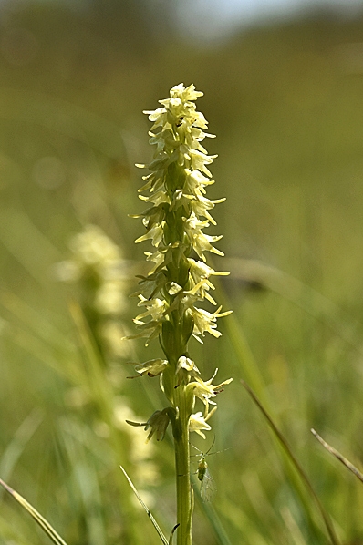 Honungsblomster, Herminium monorchis
