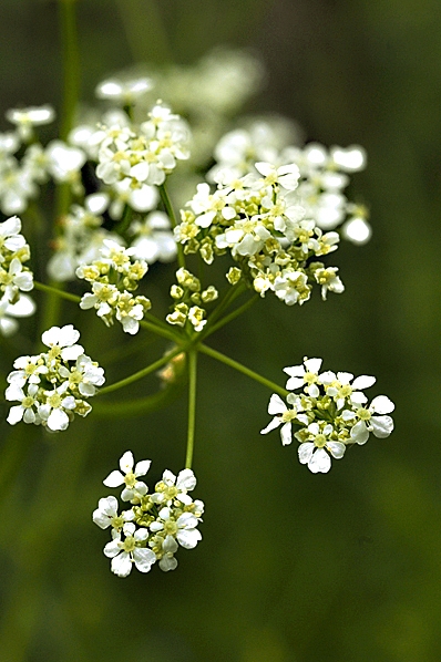 Hundkex, Anthriscus sylvestris