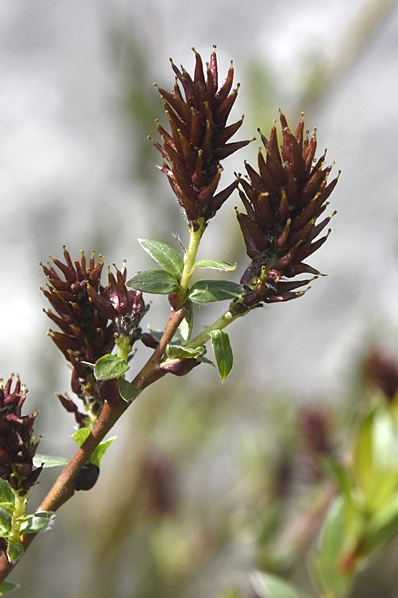 Hundvide, Salix repens