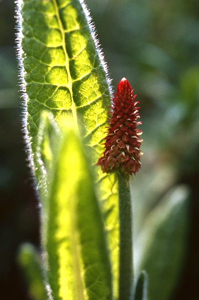 Hyacintviva, Primula vialii