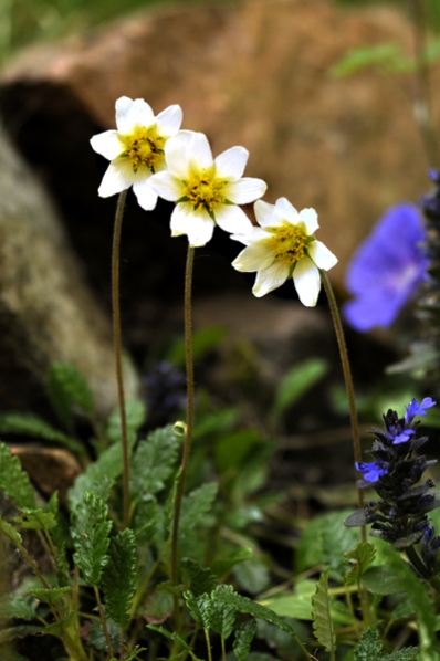 Hybridfjällsippa, Dryas x suendermannii