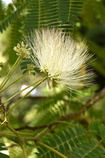 Silkesträd, Albizia julibrissin