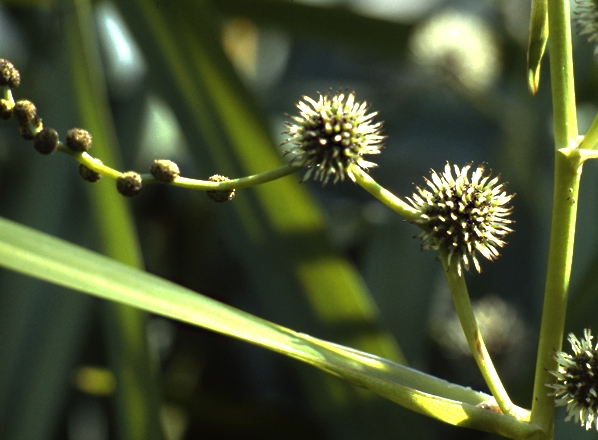 Storigelknopp, Sparganium erectum, igelknopp