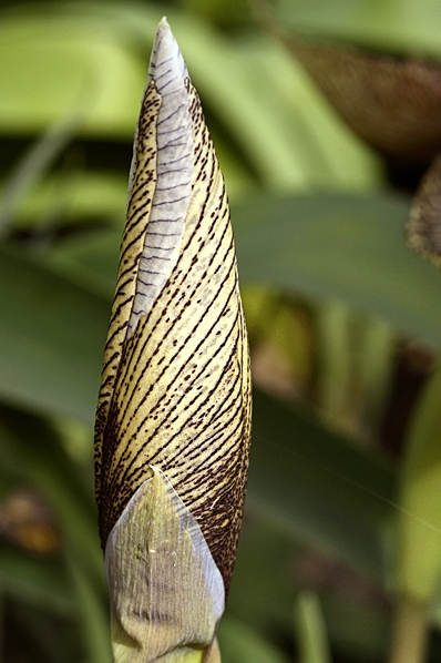 Iris longitepala x iberica ssp.