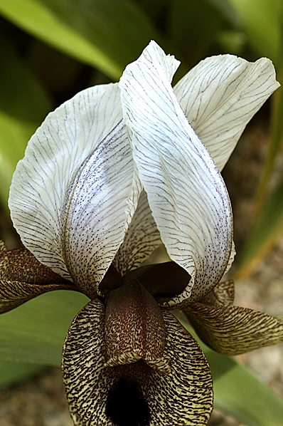 Iris longitepala x iberica ssp.