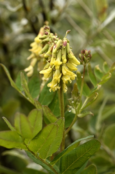 Isvedel, Astragalus frigidus, vedel