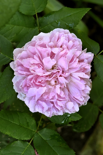 Ros 'Jacques Cartier'