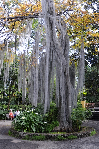 Jardin de Aclimatacion de Orotava, Botaniska trädgården Puerto de la Cruz, Teneriffa