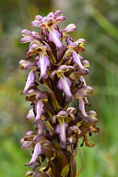 Jättenycklar, Himantoglossum robertianum, jättebockyxne