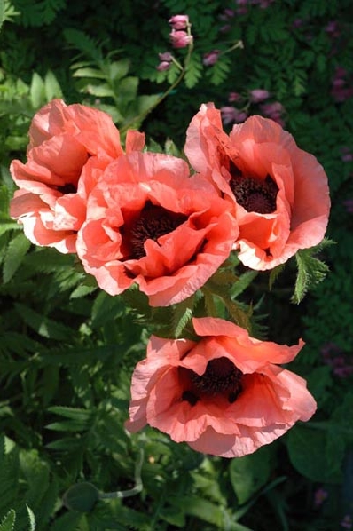 Jättevallmo, Papaver lasiothrix, Papaver pseudoorientale, Papaver setiferum