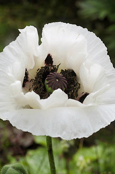 Jättevallmo, Papaver lasiothrix, Papaver pseudoorientale, Papaver setiferum