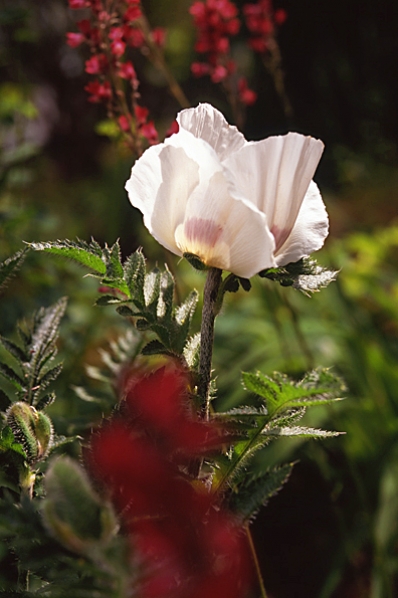 Jättevallmo, Papaver lasiothrix, Papaver pseudoorientale, Papaver setiferum, vallmo