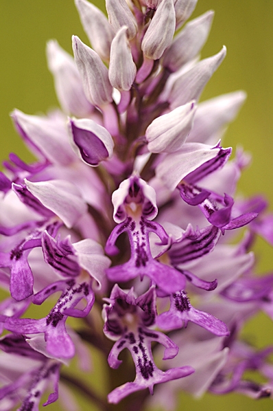 Johannesnycklar, Orchis militaris