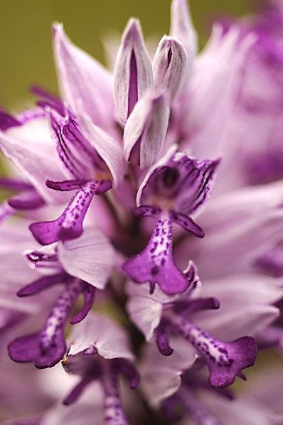 Johannesnycklar, Orchis militaris