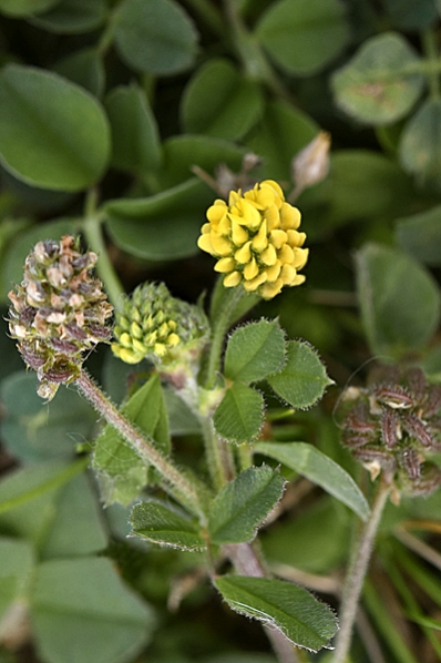 Jordklöver, Trifolium campestre