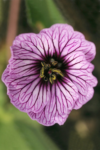 Jordnäva, Geranium cinereum