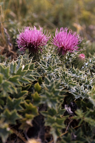 Jordtistel, Cirsium acaule