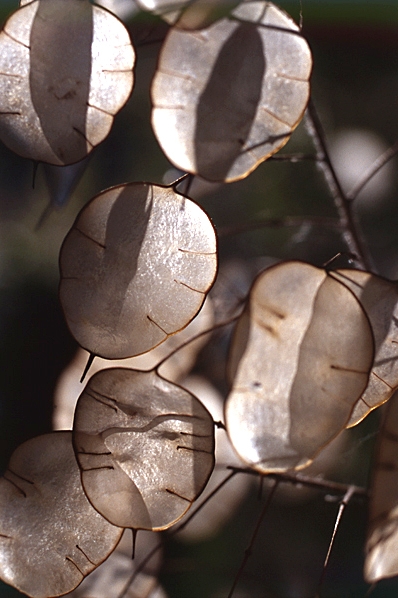 Judaspenningar, Lunaria annua