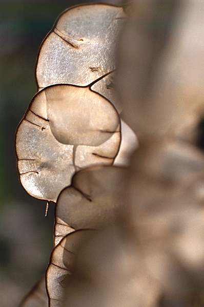 Judaspenningar, Lunaria annua
