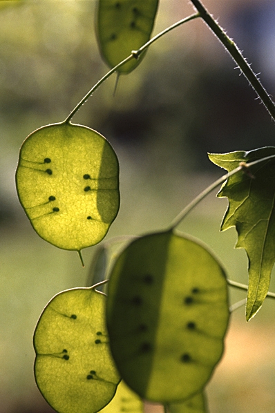 Judaspenningar, Lunaria annua