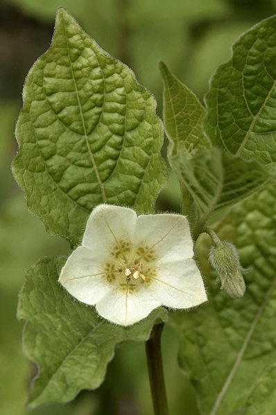 Judekörs, Physalis alkekengi, japansk lykta