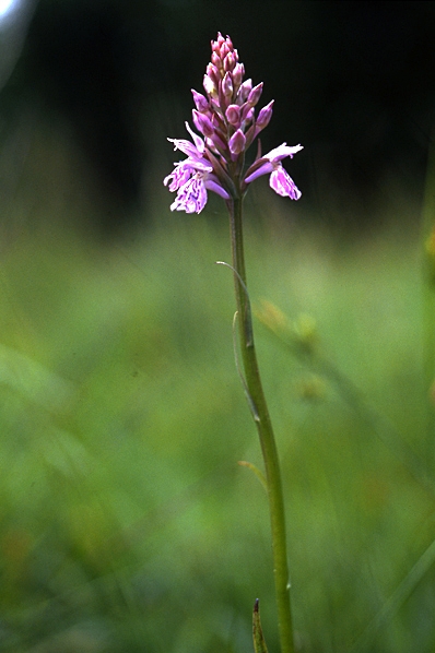 Jungfru Marie nycklar, Dactylorhiza maculata ssp. maculata, fläcknycklar