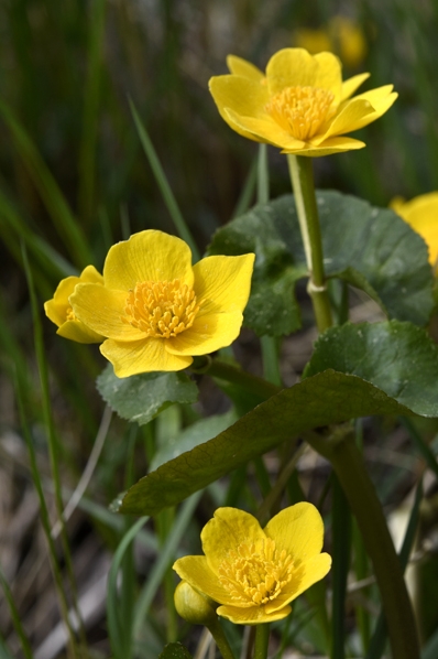 Kabbleka, Caltha palustris