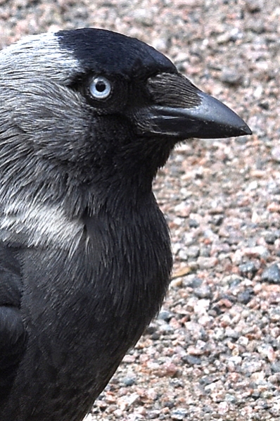 Kaja, Coloeus monedula