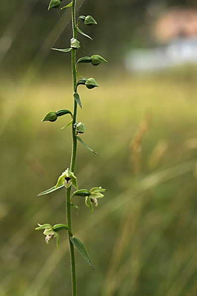 Kal knipprot, Epipactis phyllanthes
