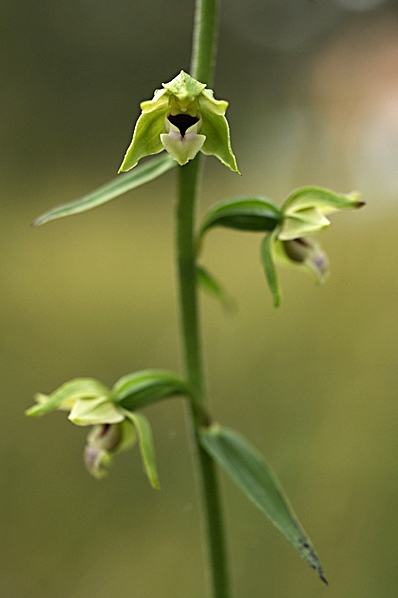 Kal knipprot, Epipactis phyllanthes