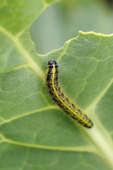 Kålfjärilslarv, Pieris brassicae, larv, kålfjäril