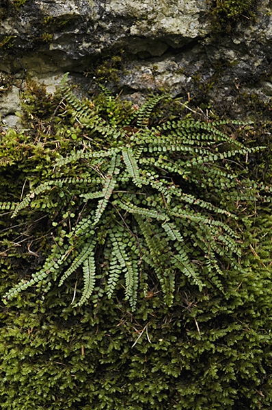 Kalksvartbräken, Asplenium trichomanes ssp. quadrivalens