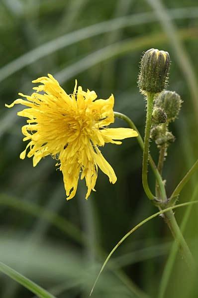 Strandmolke, Sonchus palustris