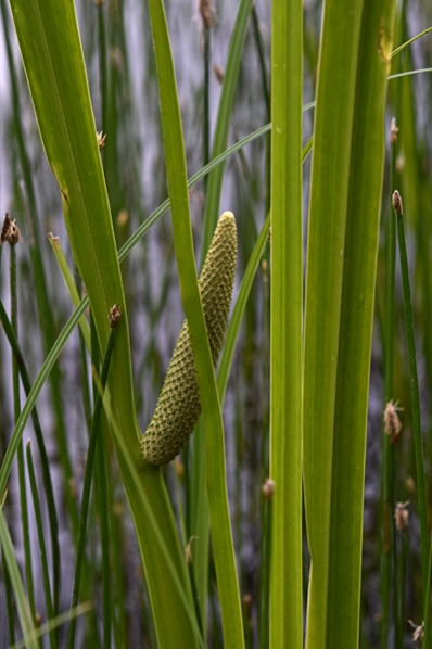 Kalmus, Acorus calamus