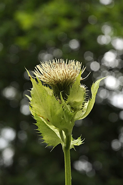Kåltistel, Cirsium oleraceum