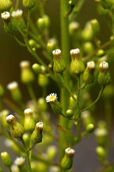 Kanadabinka, Conyza canadensis, binka, binkor, ogräsbinkor