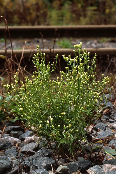 Kanadabinka, Conyza canadensis