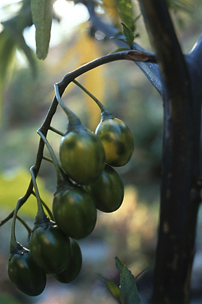 Känguruäpple, Solanum laciniatum
