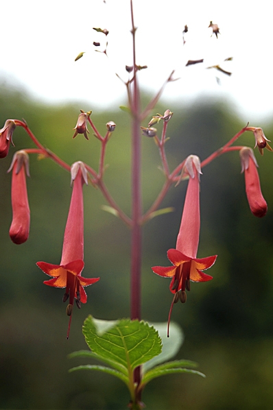Kapfackla, Phygelius capensis