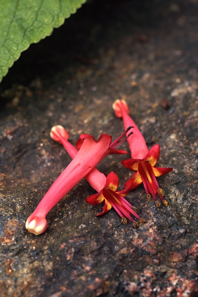 Kapfackla, Phygelius capensis