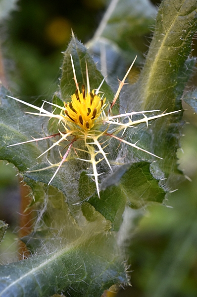 Kardbenedikt, Centaurea benedicta
